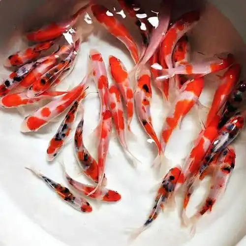 小锦鲤苗冷水观赏鱼好养耐活小鱼苗