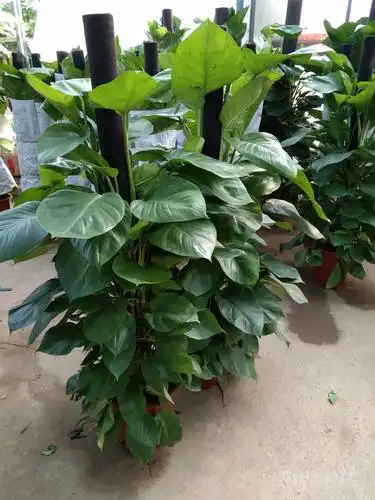 大叶绿萝家里植物