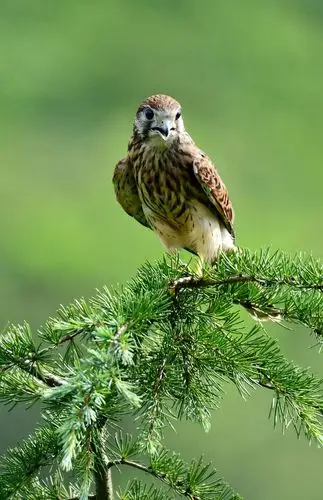 红隼～隼科中的猛禽帅哥