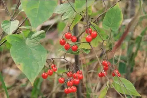 白英也叫白毛藤,它是一种怎样的植物呢?