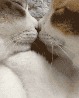 喵星人秀起恩爱来单身狗们还有活路吗