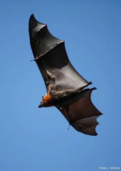 蝙蝠的声呐秘密:它们是如何发出和接收超高频声波的?