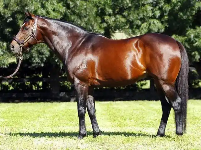 种公马"罗莎"2019年已经结束配种生涯正式退役颐养天年.