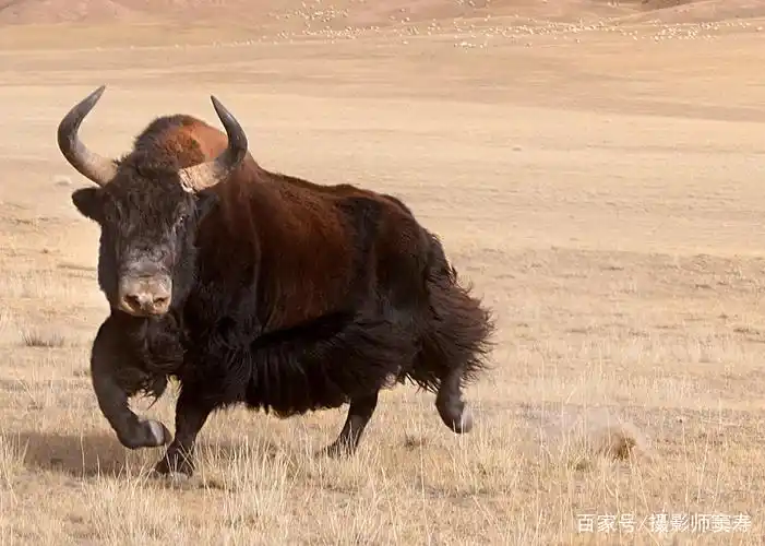 雪域神兽 昆仑野牛
