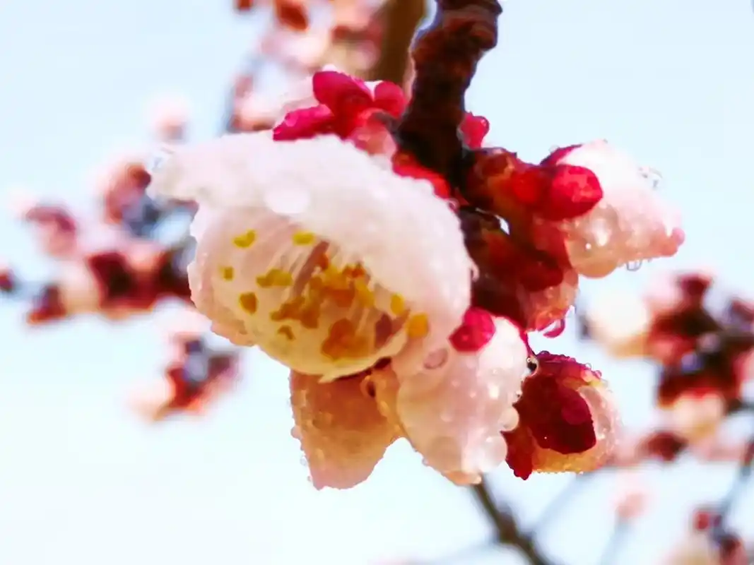 花骨朵儿 94雨后杏花 这次文案 就不写了,留给喜欢我的作 - 抖音