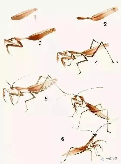 草虫画法螳螂