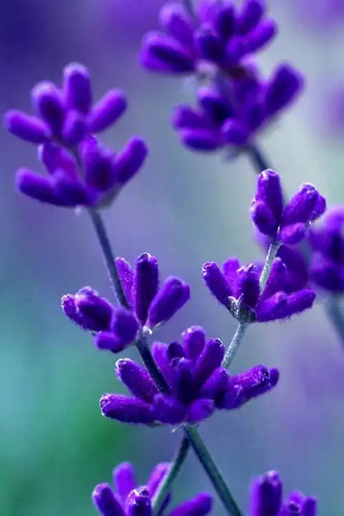 大自然美丽鲜花唯美简约风格