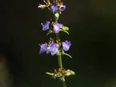 内折香茶菜(植物)