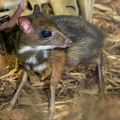 mouse deer 4 unusual cute animal