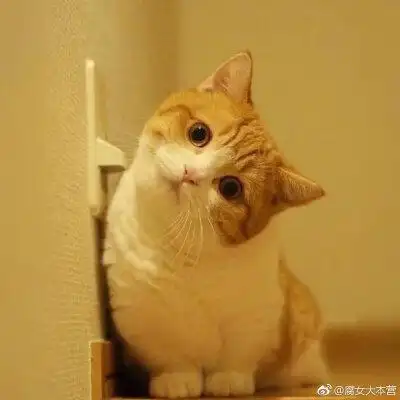 猫星人的神秘力量#分享一组喵星人的歪头杀,这谁顶得住啊!