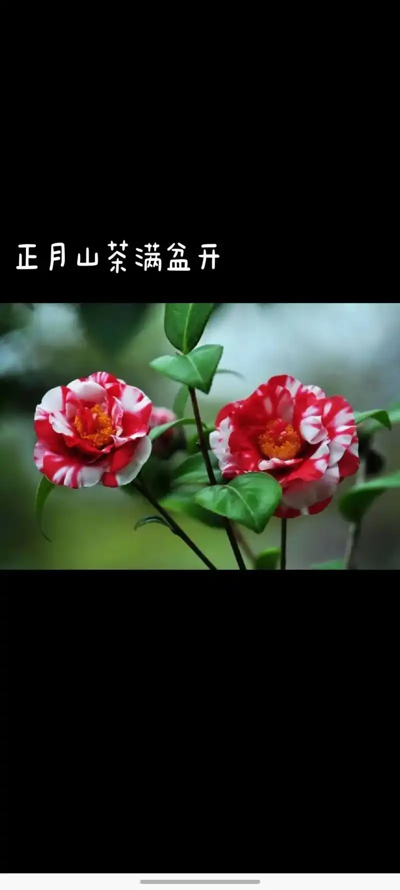 《十二月花名歌》图片欣赏 - 抖音