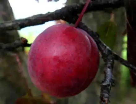 美人梅与红叶李的区别