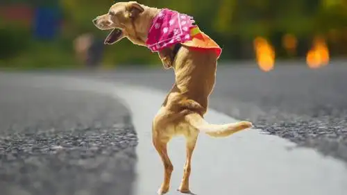 动物界的翘楚!这些猪,羊,狗竟然都能像人一样直立行走!