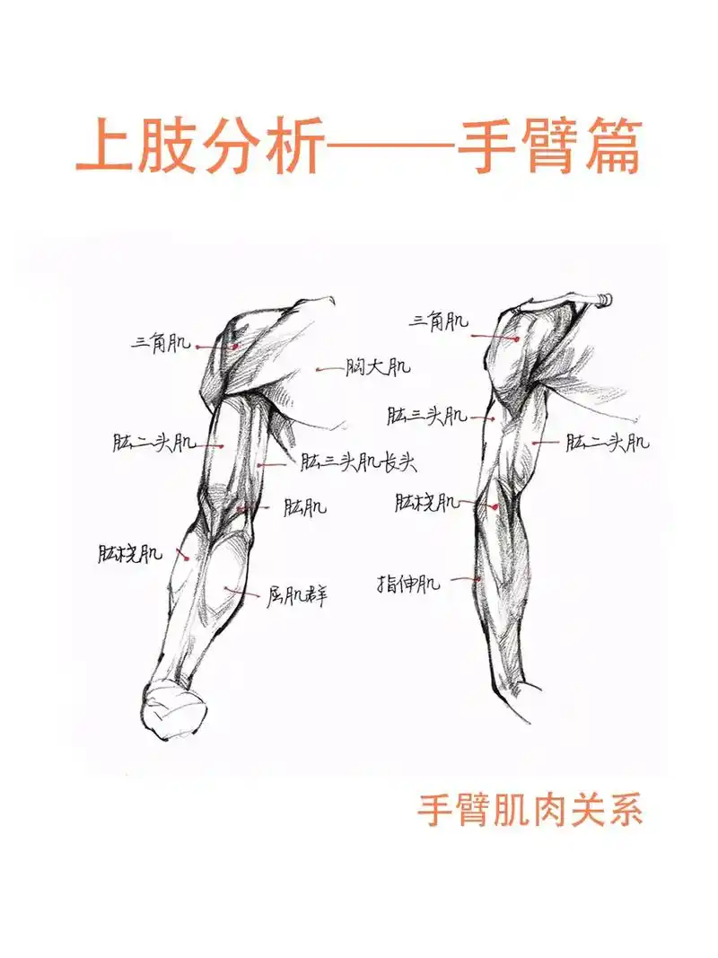 速写人物|上肢(手臂篇)对肌肉和骨骼的理解是画好人物手臂衣 - 抖音
