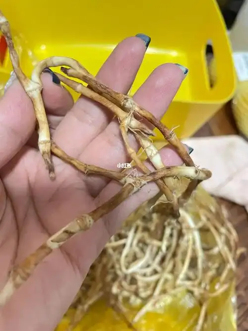 鱼腥草还是茅根