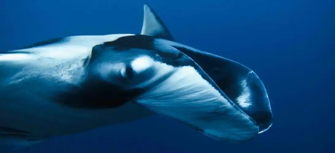 远洋大manta经常出现在红石紫石.