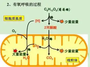 呼吸有氧呼吸最终电子受体1分类录目细胞呼吸中文名生物的呼吸作用