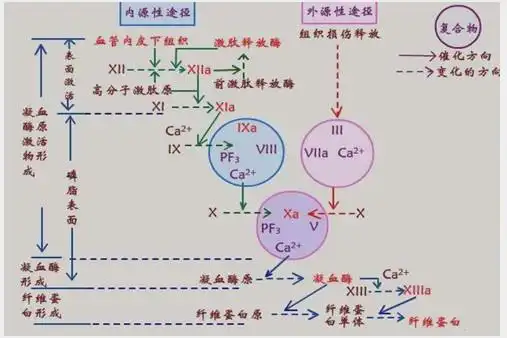 2021药学职称冲刺考点-生理性止血的过程及生理性止血的基本步骤