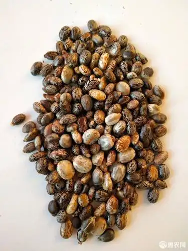 产自辽宁丹东的药用蓖麻种子