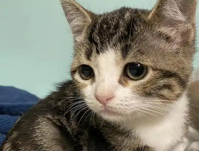 捡回一只狸花猫,越养脸越圆,可爱模样背后却也有着代价