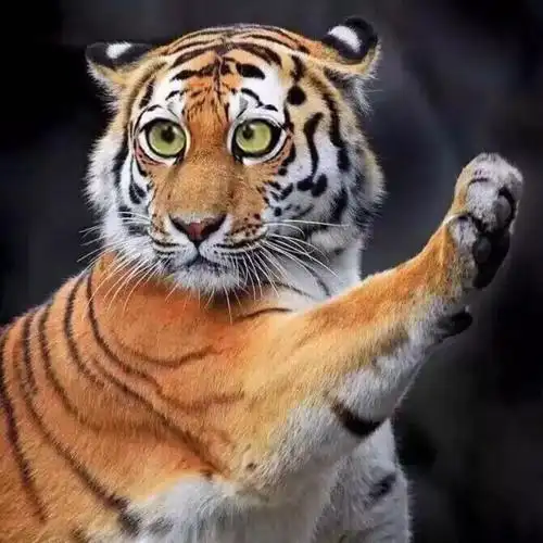 微信头像萌萌哒老虎