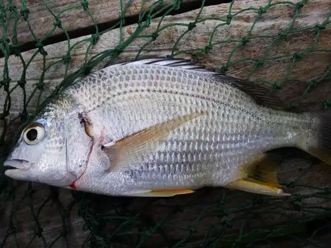 沙角当地人说沙角的腊鱼比其它地方的好吃,外观也看不出有何明显不同
