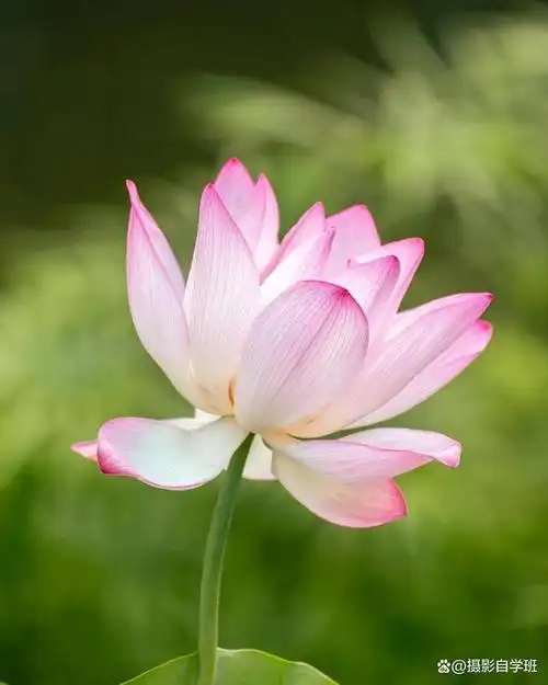 荷花是一种美丽的花卉,拍摄荷花照片也是一种很惬意的摄影体验.