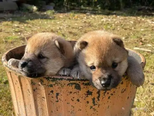 小奶狗已经够可爱了,小柴柴还做出这一动作,差点萌晕过去._柴犬