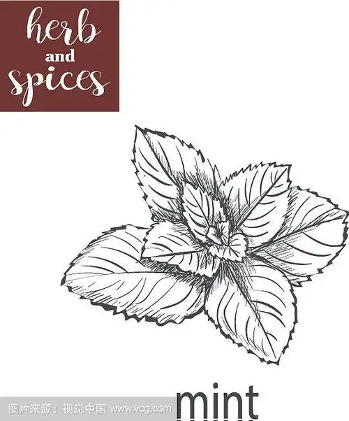 薄荷素描手绘