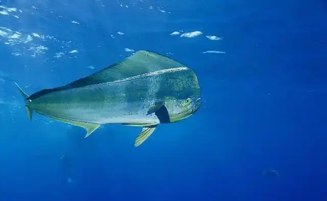 海洋小彩虹!蠢萌贪吃鬼 鲯鳅