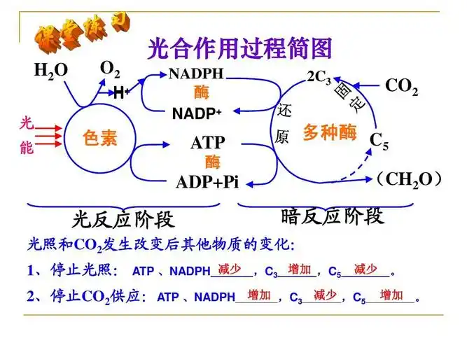 酶 nadp  2c3 co2 色素 atp 酶 多种酶 c   (ch2o) adp pi 光反应阶段