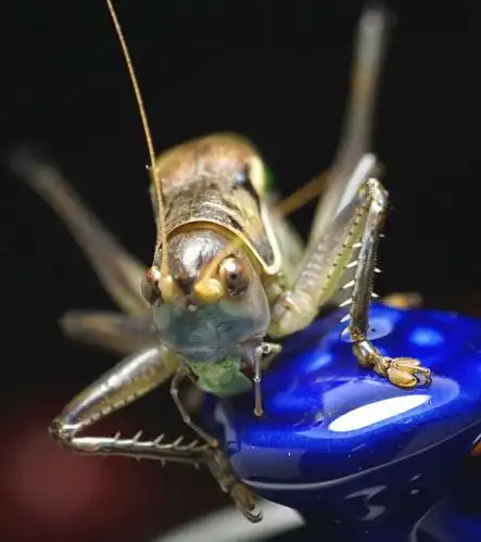 冬天里的乐趣———室内拍蝈蝈