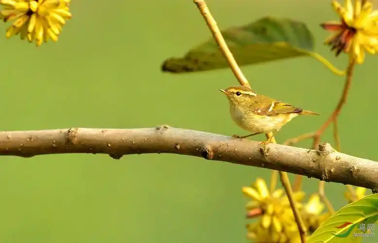 一组不知名的雀雀儿