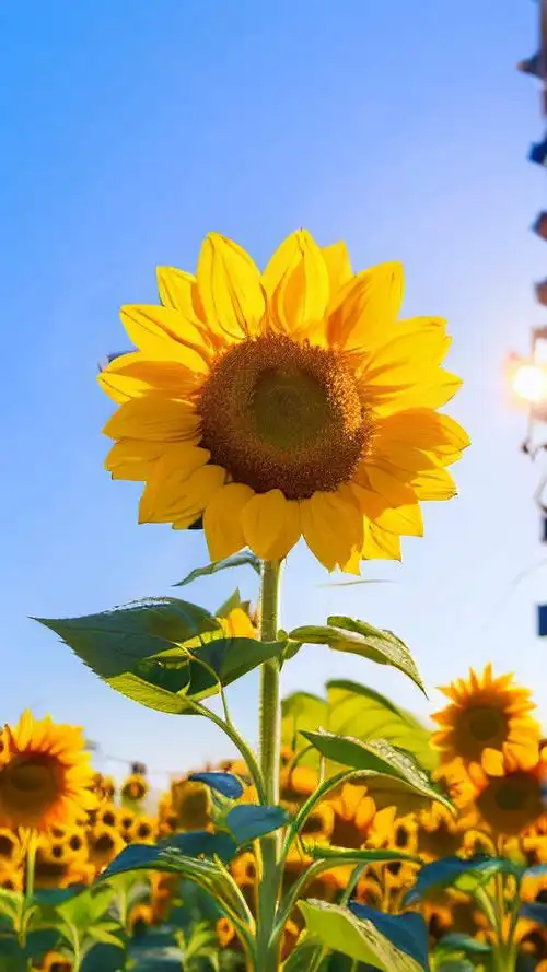 积极向上的向日葵壁纸