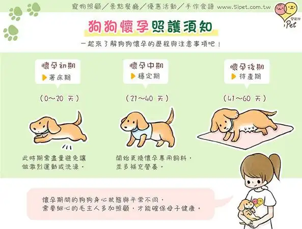 ipet爱宠物/狗狗怀孕照护须知