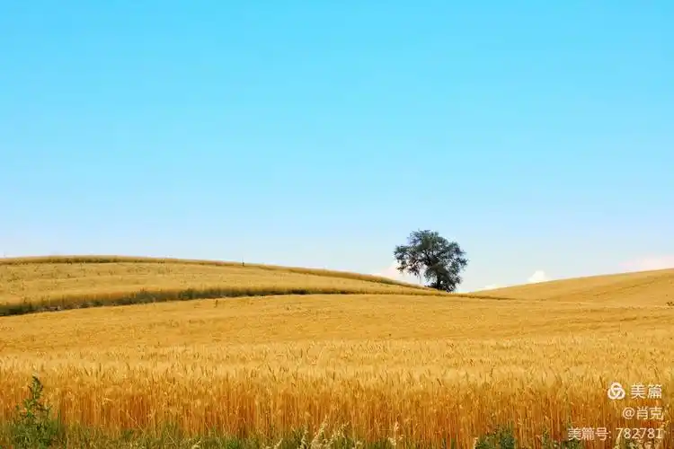 金色麦浪(二)