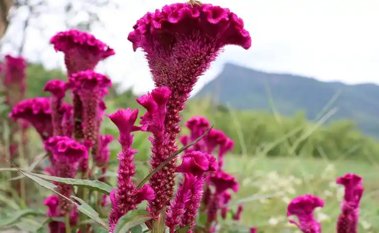 鸡冠花花中之禽不仅可以观赏更是了不起的中药材