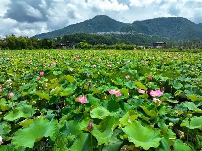 有一种叫云南的生活腾冲绿意随清风此景最清凉