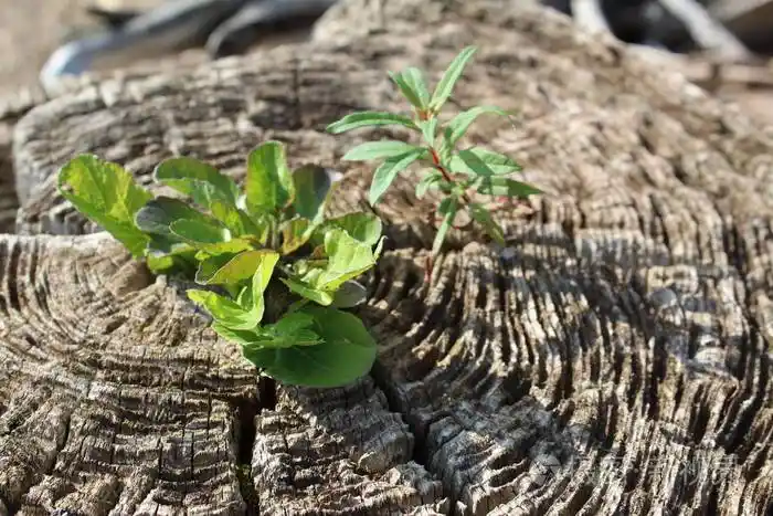 树桩上的芽/漂流木的照片.在老桩上长出了嫩芽的绿树.