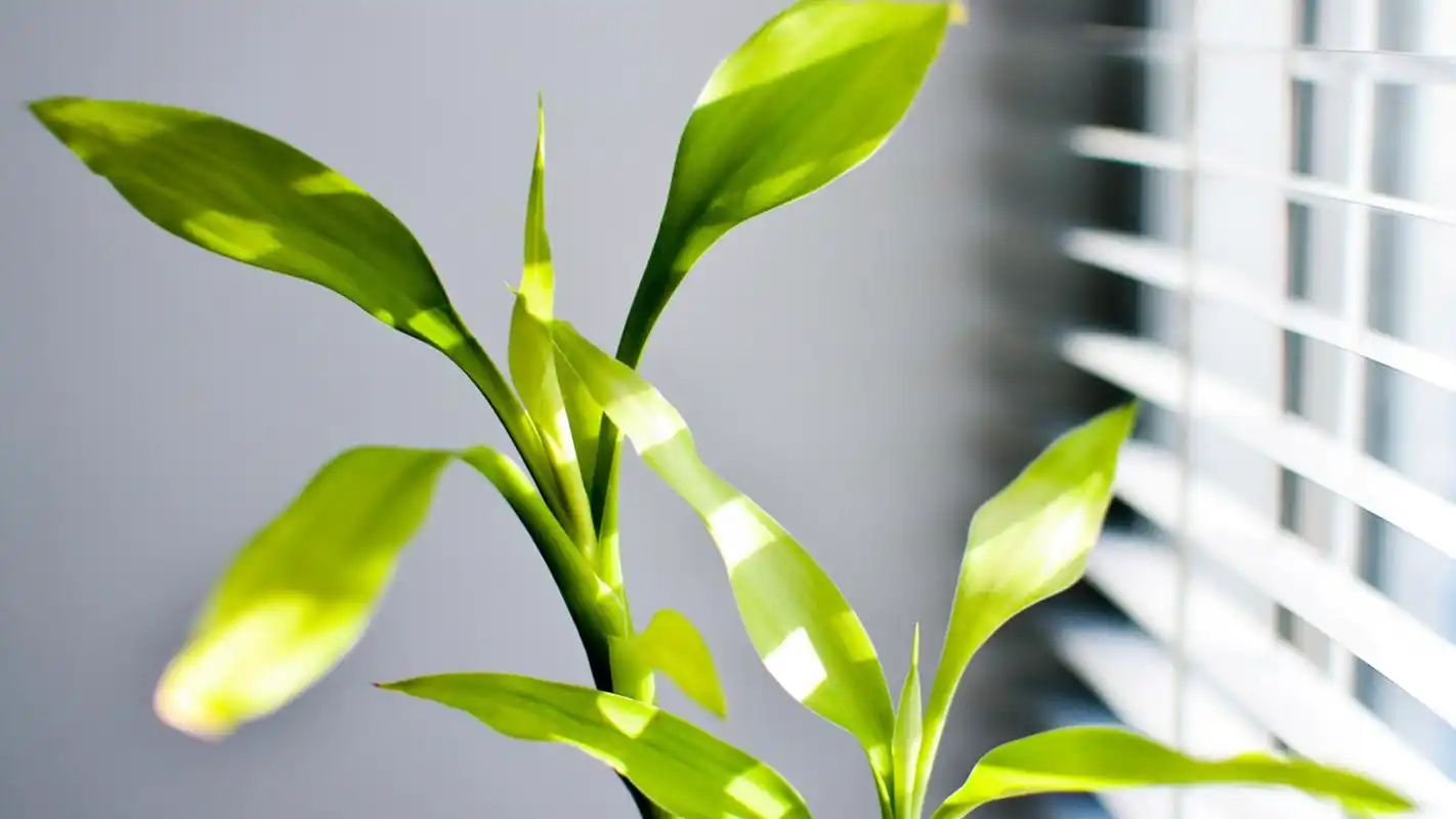 小清新唯美花卉植物高清桌面壁纸