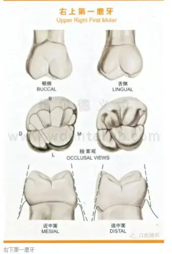 牙齿的形态图与口腔颌面解剖图