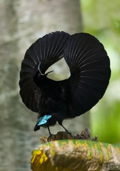 献舞 希望论坛红火   跳舞的风鸟  吸引异性舞伴