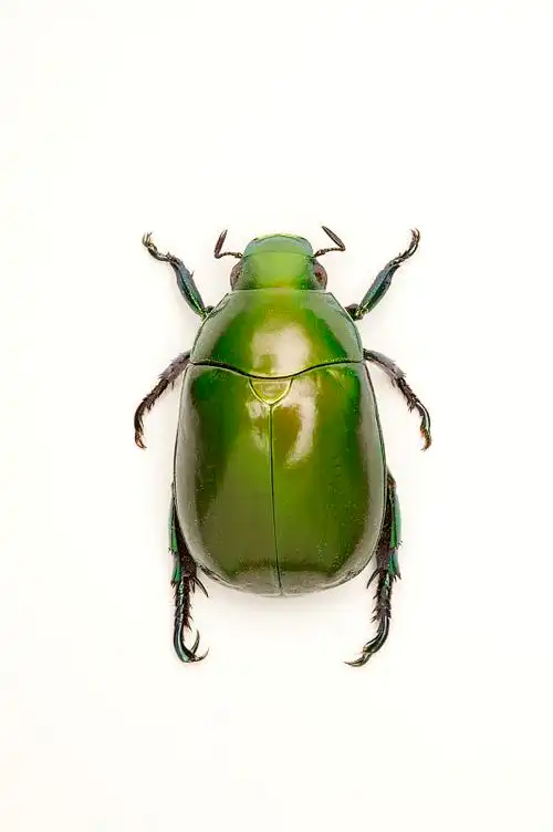 金龟子甲虫昆虫鞘翅目花金龟白条绿花金龟