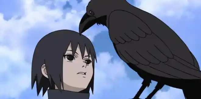 举报宇智波鼬虐待小动物看到他对乌鸦做的事网友不淡定了