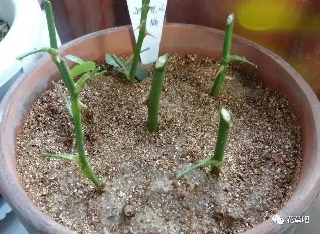 入秋后,是这3种植物的"扦插大季",一插一个准,轻松爆满盆!