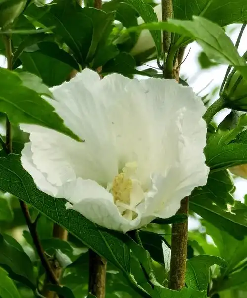 分享几朵白色的木槿花,提振快乐的好心情!