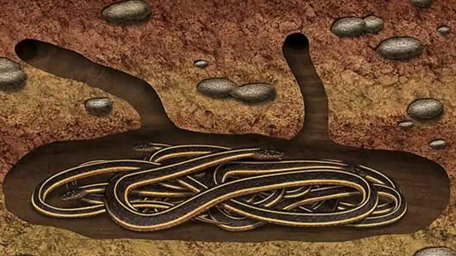 蛇为什么要冬眠20字,蛇在冬天有什么方式冬眠