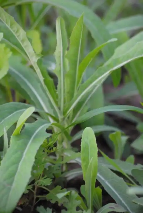 sonchus brachyotus dc,别称:荬菜,野苦菜,野苦荬,苦葛麻,苦荬菜,取