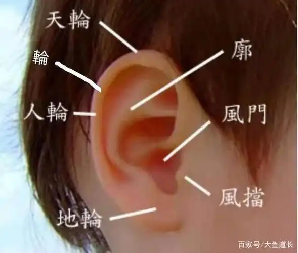 「鱼」面相基础篇1—耳