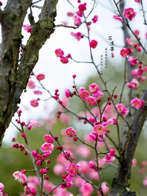 梅花千瓣朱砂梅摄影